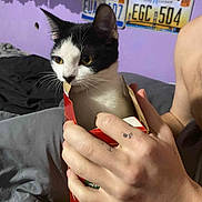 Moo joined the competition — help win amazing prizes! bed, black_and_white, blanket, box, cat, close_up, curious, ears, face, feline, hand, holding, home, indoor, license_plate, person, pet, purple_wall, tattoo, whiskers