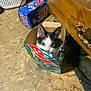 Moo is registered to the contest to win money with this photo: animal, black_and_white, box, cardboard, cat, clothing, cluttered, container, curious, floor, foot, furniture, home, indoor, kitten, mountain_dew, peek, pet, wide_eyes, young