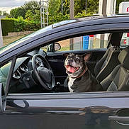 Michou participe au concours pour gagner de l'argent avec cette photo : dog, car, vehicle, driver_seat, steering_wheel,  자동차, french_bulldog, pet, animal, smiling, happy, tongue, collar, black_and_white, portrait, outdoor, gas_station, parking, trees, nature