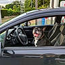 dog, car, vehicle, driver_seat, steering_wheel,  자동차, french_bulldog, pet, animal, smiling, happy, tongue, collar, black_and_white, portrait, outdoor, gas_station, parking, trees, nature