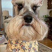 Sammy Schnauzer joined the competition — help win amazing prizes! animal, bandana, beard, carpet, closeup, curtains, cute, decor, dog, ears, expression, fur, furniture, indoor, lamp, living_room, mammal, pet, portrait, schnauzer