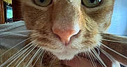 Mira is registered to the contest to win money with this photo: animal, attention, cat, close_range, close_up, curious, cute, domestic_cat, eyes, face, feline, focus, fur, hand, indoor, nose, orange_tabby, pet, portrait, whiskers