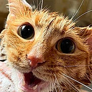 Mira is registered to the contest to win money with this photo: animal, cat, close_up, cute, domestic_animal, expression, face, feline, fur, head, indoor, looking_at_camera, open_mouth, orange_cat, pet, portrait, surprised, wet_fur, whiskers, wide_eyes