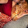 Mira is registered to the contest to win money with this photo: arm, blanket, cat, closeup, comfort, cozy, cushion, feline, fur, ginger_cat, home, indoor, orange, paw, person, pet, red_shirt, relaxing, resting, sleeping