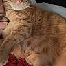 Mira is registered to the contest to win money with this photo: animal, bed, blanket, cat, closeup, comfort, companionship, cozy, cuddle, fur, glasses, human, indoor, orange_tabby, person, pet, relaxed, resting, sleeping, soft