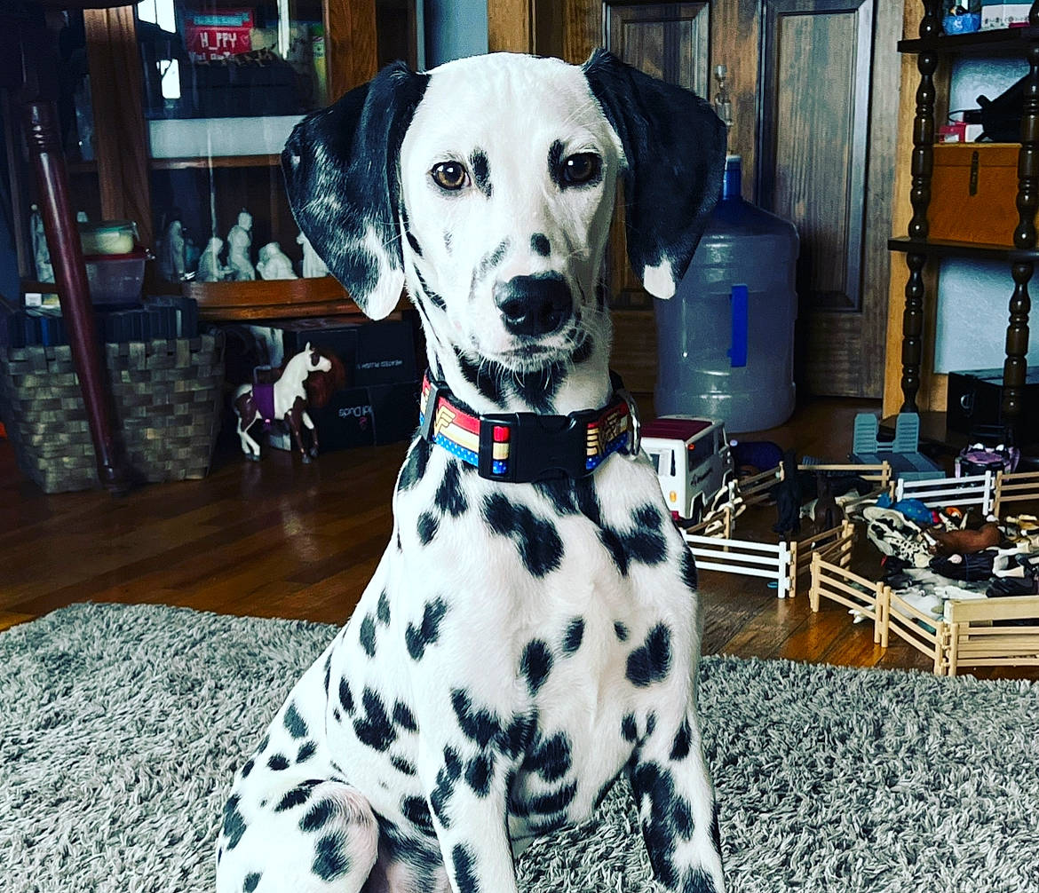Estella is registered to the contest to win money with this photo: canidae, carnivore, collar, companion_dog, dalmatian, dog, dog_breed, dog_collar, dog_supply, event, fawn, fur, great_dane, pattern, pet_supply, picture_frame, snout, sporting_group, whiskers, working_animal