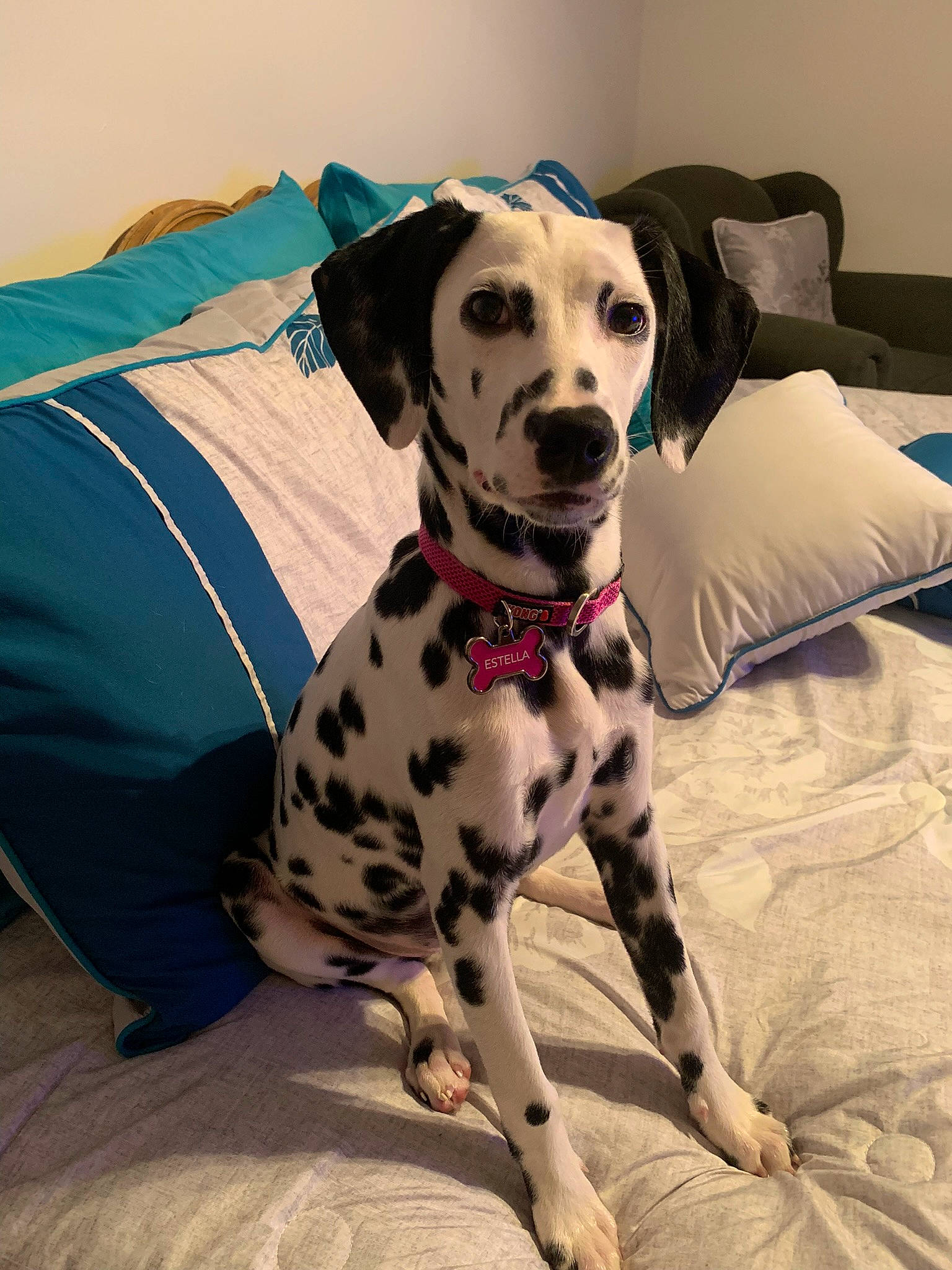 Estella joined the competition — help win amazing prizes! canidae, carnivore, collar, comfort, companion_dog, couch, dalmatian, dog, dog_breed, dog_clothes, dog_collar, dog_supply, fawn, linens, pattern, paw, pet_supply, snout, sporting_group, working_animal