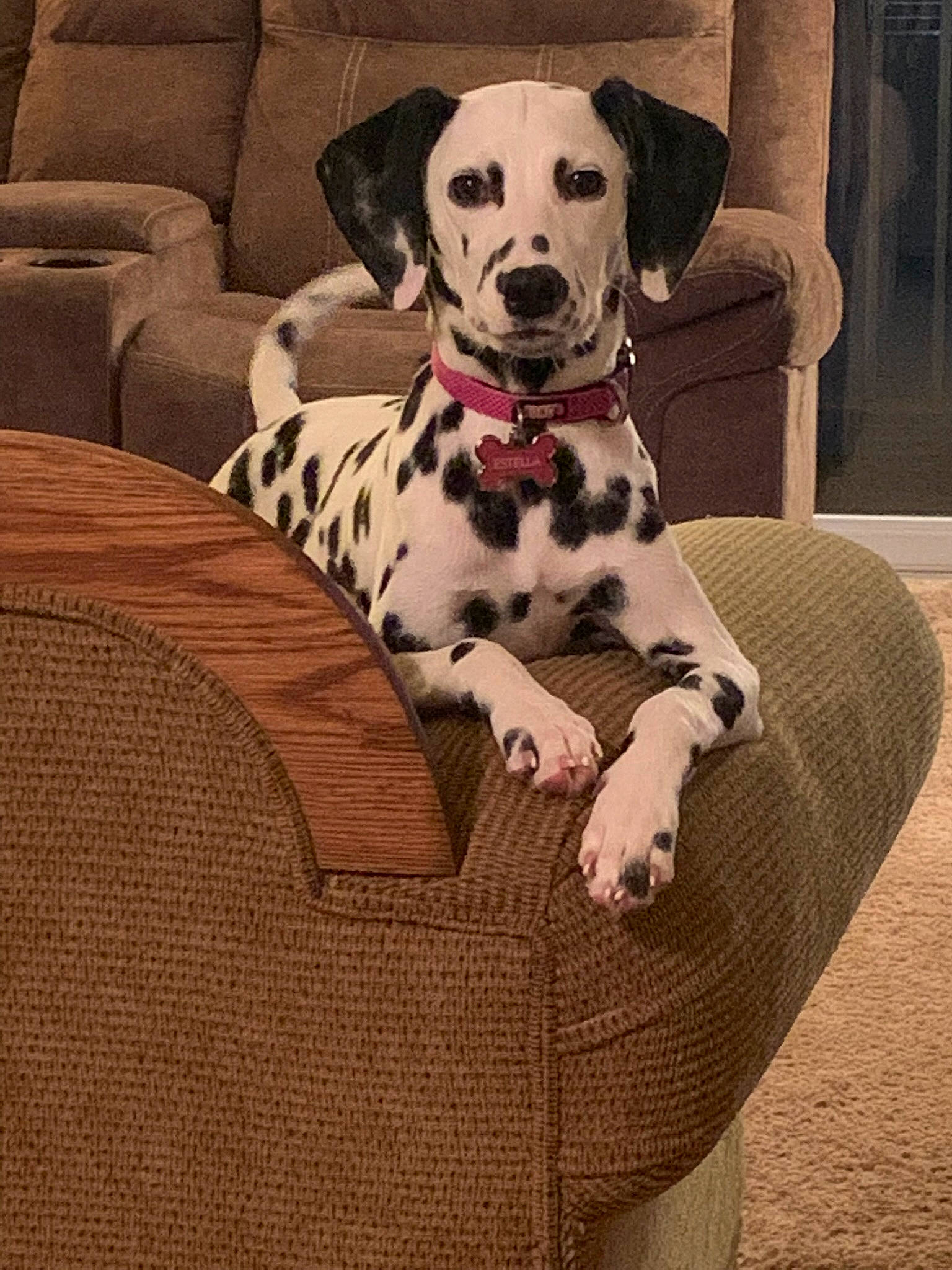 Estella joined the competition — help win amazing prizes! canidae, carnivore, chair, collar, comfort, companion_dog, couch, dalmatian, dog, dog_breed, dog_collar, dog_supply, fawn, flooring, fur, pattern, pet_supply, snout, sporting_group, working_animal