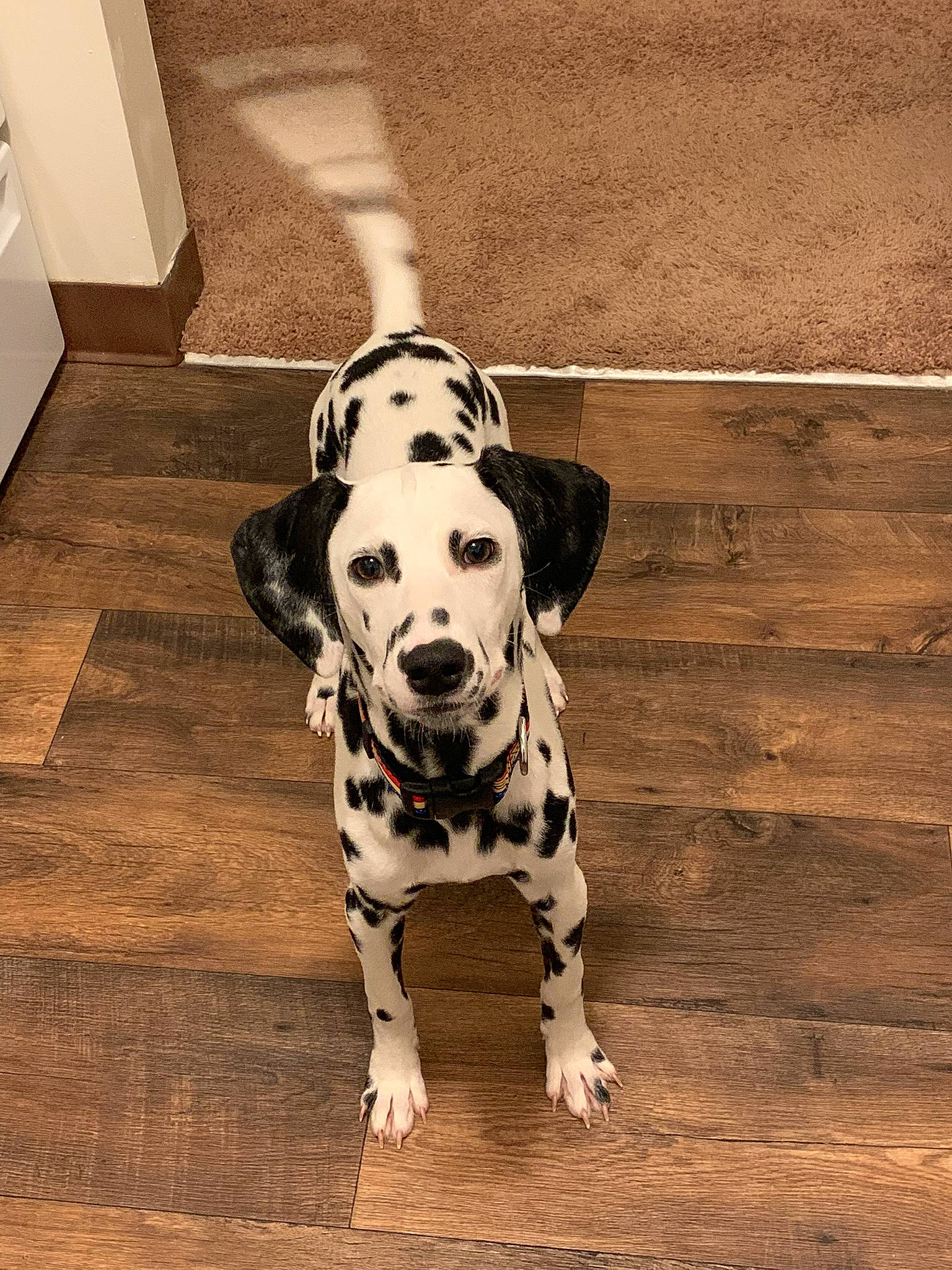 Estella joined the competition — help win amazing prizes! carnivore, companion_dog, dalmatian, dog, dog_breed, dog_supply, fawn, floor, flooring, foot, hardwood, monochrome_photography, pet_supply, snout, sporting_group, tail, terrestrial_animal, white, wood, working_animal
