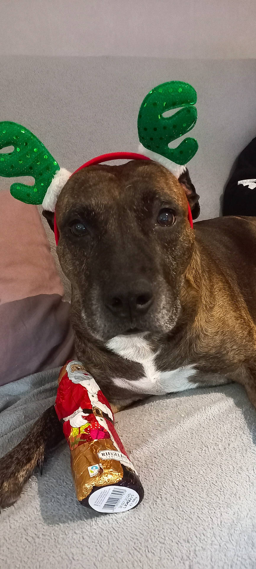 Jolie a rejoint le concours — aidez-le/la à gagner de superbes lots ! animal, baseballcap, bulldog, canine, cap, clothing, couch, cream, dessert, dog, food, footwear, furniture, hat, hound, icing, pet, puppy, shoe, sweets