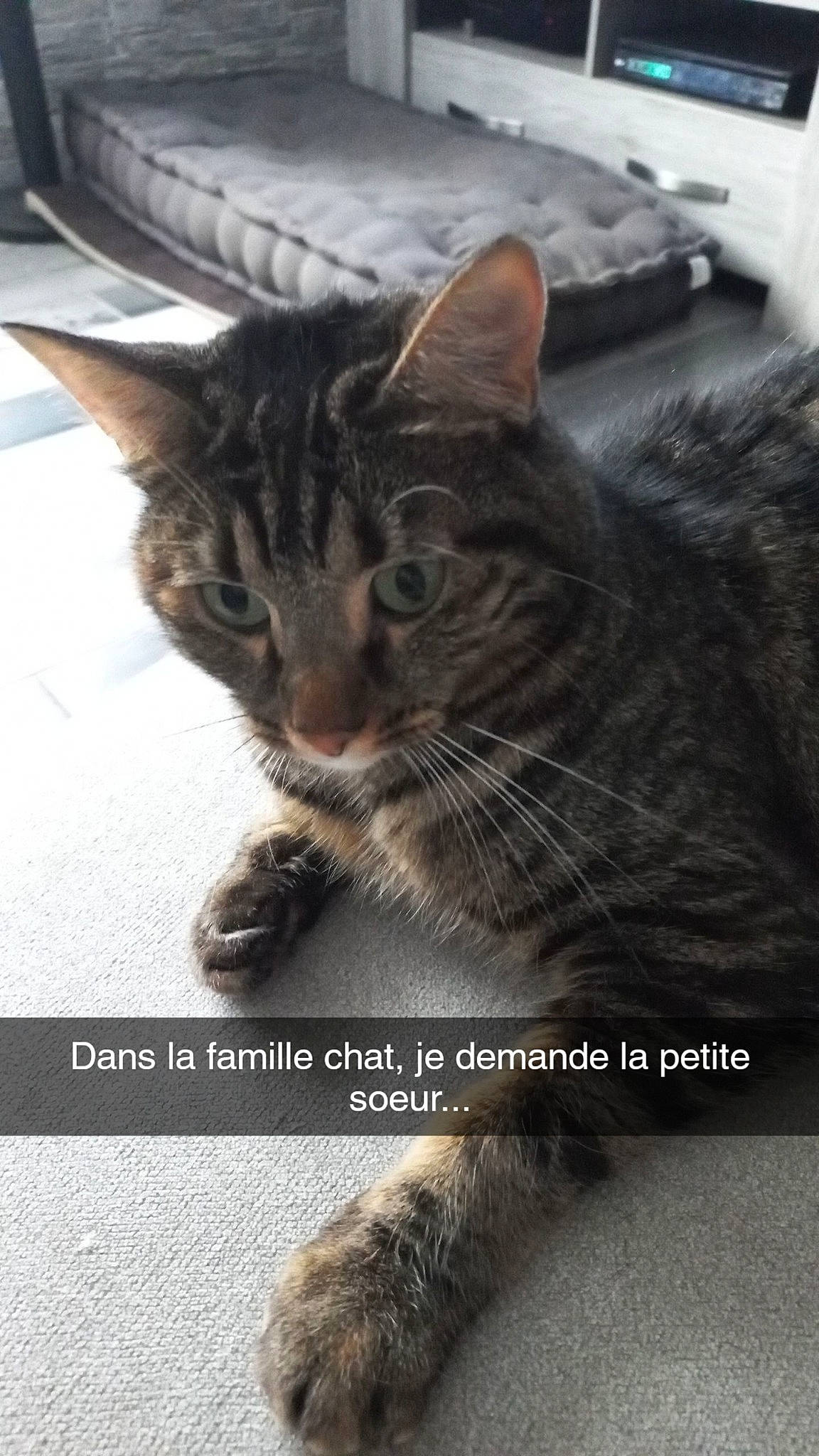Shana a rejoint le concours — aidez-le/la à gagner de superbes lots ! carnivore, cat, claw, domestic_short_haired_cat, felidae, font, fur, paw, photo_caption, small_to_medium_sized_cats, snout, tail, terrestrial_animal, whiskers