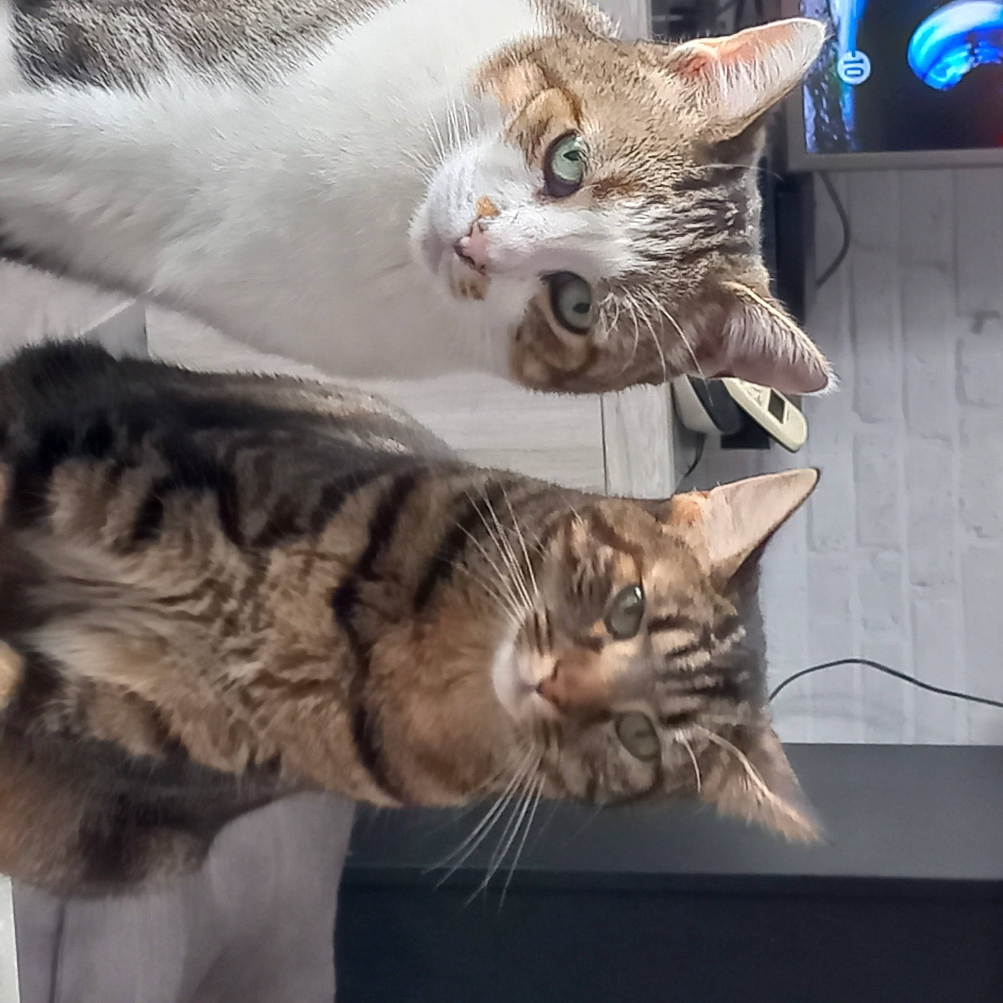 Shana participe au concours pour gagner de l'argent avec cette photo : carnivore, cat, claw, comfort, domestic_short_haired_cat, fawn, felidae, fur, mammal, paw, small_to_medium_sized_cats, snout, tail, terrestrial_animal, tree, vertebrate, whiskers, wildlife, window