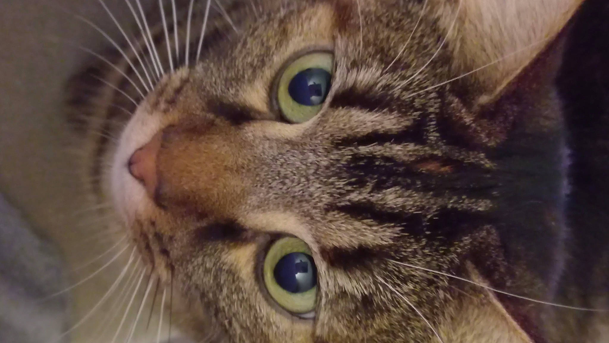 Shana participe au concours pour gagner de l'argent avec cette photo : carnivore, cat, close_up, domestic_short_haired_cat, ear, eye, eyelash, felidae, fur, iris, photography, small_to_medium_sized_cats, snapshot, snout, terrestrial_animal, whiskers, wildlife