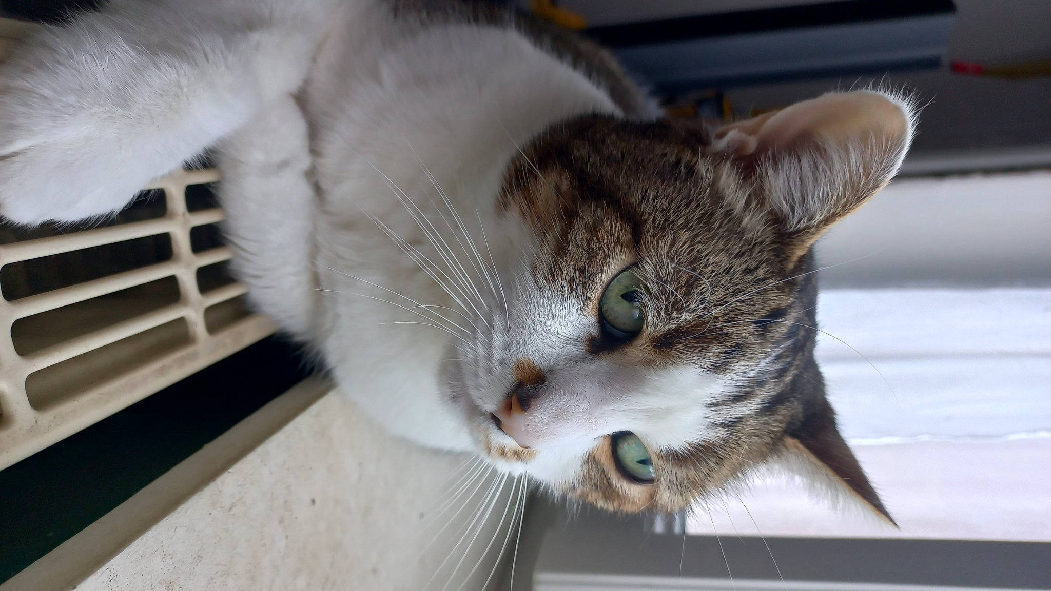 Sheemar participe au concours pour gagner de l'argent avec cette photo : carnivore, cat, claw, domestic_short_haired_cat, felidae, fur, mammal, paw, small_to_medium_sized_cats, snout, tail, tree, vertebrate, whiskers