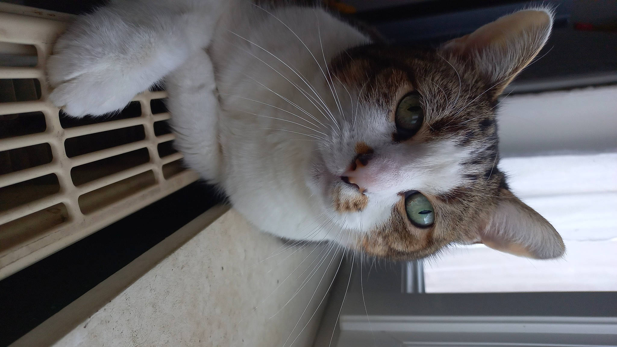 Sheemar a rejoint le concours — aidez-le/la à gagner de superbes lots ! carnivore, cat, claw, domestic_short_haired_cat, felidae, fur, mammal, paw, small_to_medium_sized_cats, snout, tail, vertebrate, whiskers