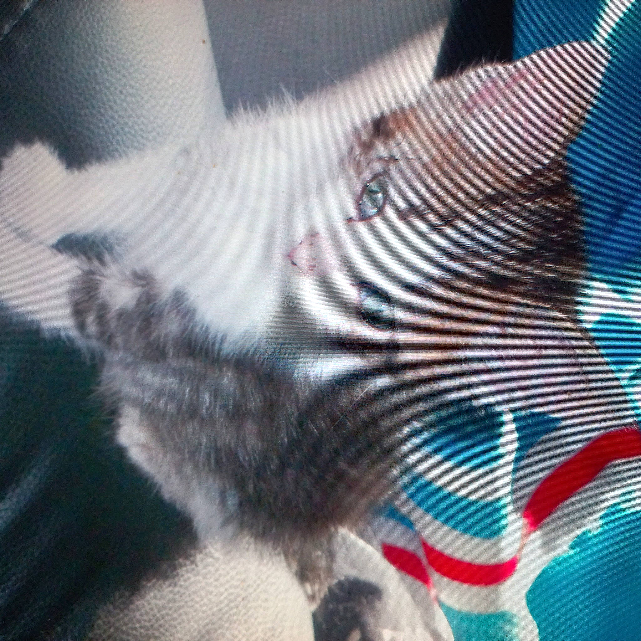 Sheemar participe au concours pour gagner de l'argent avec cette photo : carnivore, cat, claw, comfort, domestic_short_haired_cat, electric_blue, eye, fawn, felidae, fur, lap, paw, plant, selfie, small_to_medium_sized_cats, snout, tail, whiskers