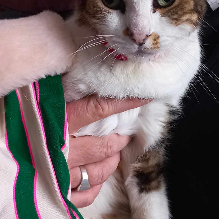 Sheemar participe au concours pour gagner de l'argent avec cette photo : abyssinian, accessories, animal, blanket, bodypart, cap, cat, clothing, couch, cushion, finger, furniture, hand, hat, homedecor, kitten, linen, manx, person, pet