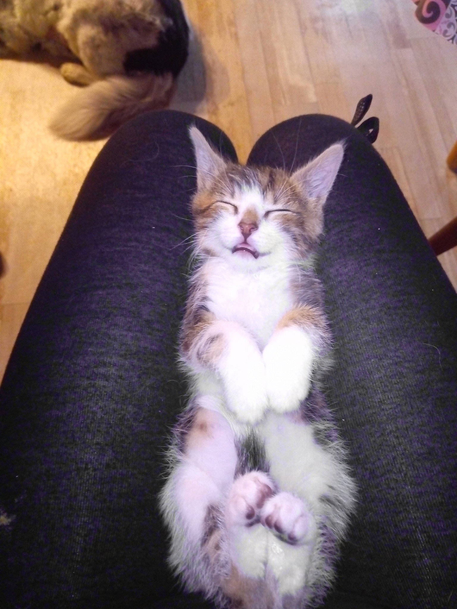 Cacahuete participe au concours pour gagner de l'argent avec cette photo : carnivore, cat, fawn, felidae, kitten, maine_coon, mammal, norwegian_forest_cat, oriental_longhair, polydactyl_cat, ragamuffin, small_to_medium_sized_cats, tail, vertebrate, whiskers