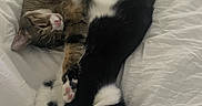 Andy is registered to the contest to win money with this photo: cat, tabby_cat, black_and_white_cat, sleeping, bed, blanket, fur, pet, animal, cozy, resting, cute, whiskers, paws, indoor, comfort, nap, domestic_animal, friendship, relaxation