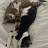 cat, tabby_cat, black_and_white_cat, sleeping, bed, blanket, fur, pet, animal, cozy, resting, cute, whiskers, paws, indoor, comfort, nap, domestic_animal, friendship, relaxation
