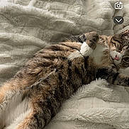 Andy joined the competition — help win amazing prizes! cat, tabby_cat, lying_down, blanket, fluffy, cozy, indoor, pet, fur, relaxed, cute, sleepy, resting, whiskers, paw, striped, animal, comfort, soft_texture, bed
