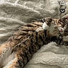 cat, tabby_cat, lying_down, blanket, fluffy, cozy, indoor, pet, fur, relaxed, cute, sleepy, resting, whiskers, paw, striped, animal, comfort, soft_texture, bed