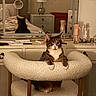 Andy is registered to the contest to win money with this photo: cat, tabby_cat, one_eyed, chair, vanity, mirror, bedroom, lamp, bottle, glasses, furniture, reflection, cozy, fur, pet, indoor, relaxed, cute, animal, resting