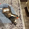 Andy is registered to the contest to win money with this photo: cat, tabby, pet, indoor, fluffy_bed, rug, toy, relaxed, sleeping, floor, wood_floor, patterned_rug, furniture, cozy, resting, white_paws, pink_paw_pads, striped_fur, domestic_cat, cute