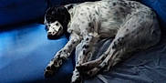 Mumphis participe au concours pour gagner de l'argent avec cette photo : dog, couch, blue, indoor, resting, sleeping, pet, spotted, fur, animal, relaxing, window, light, shadow, fabric, home, comfort, quiet, cozy, living_room