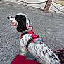 dog, black_and_white, spotted, red_harness, sitting, pavement, beach, sand, ocean, sky, chain_fence, rocks, outdoor, pet, canine, leash, happy, tongue_out, nature, daytime