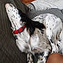 dog, spotted, collar, red_collar, couch, gray_couch, indoor, relaxing, pet, fur, black_and_white, laying_down, animal, domestic_animal, resting, leg, human, home, comfort, furniture
