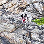 dog, rock, outdoor, nature, moss, animal, pet, leash, harness, wild, landscape, rough_surface, curious, standing, spotted, daylight, adventure, exploration, environment, alert