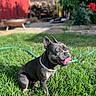 dog, french_bulldog, grass, outdoor, sunlight, tongue_out, pet, collar, greenery, yard, garden_hose, red_fence, smiling, canine, happy, summer, nature, domestic_animal, backyard, sunny