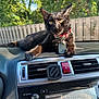 Ace is registered to the contest to win money with this photo: cat, black_cat, pet, animal, dashboard, car_interior, collar, bell, tag, sunlight, outdoor, trees, fence, curious, alert, fur, vehicle, travel, closeup, resting