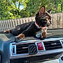 Ace joined the competition — help win amazing prizes! black_cat, cat, pet, animal, car_dashboard, sunlight, collar, tag, greenery, outdoor, window, vehicle, interior, relaxed, feline, whiskers, ears, side_view, nature, daytime