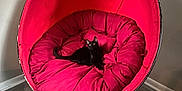 Ace is registered to the contest to win money with this photo: black_cat, cat, chair, red_cushion, indoor, pet, furniture, flooring, cozy, relaxed, animal, domestic_cat, seat, plush, round_chair, wood_floor, minimalist, comfort, resting, living_room