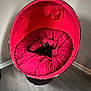 black_cat, cat, chair, red_cushion, indoor, pet, furniture, flooring, cozy, relaxed, animal, domestic_cat, seat, plush, round_chair, wood_floor, minimalist, comfort, resting, living_room