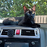 Ace is registered to the contest to win money with this photo: cat, black_cat, dashboard, car_interior, vehicle, sunlight, trees, outdoor, pet, animal, window, parked_car, feline, relaxing, bright_eyes, looking_away, nature, transportation, front_seat, leaves