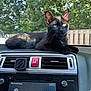 cat, black_cat, dashboard, car_interior, vehicle, sunlight, trees, outdoor, pet, animal, window, parked_car, feline, relaxing, bright_eyes, looking_away, nature, transportation, front_seat, leaves