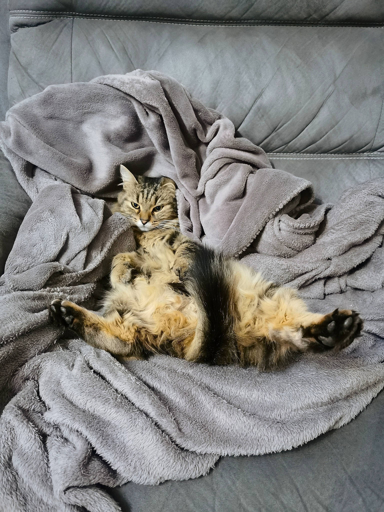 Ginette participe au concours pour gagner de l'argent avec cette photo : blanket, carnivore, cat, claw, comfort, felidae, fur, kitten, linens, nap, natural_material, paw, sleep, small_to_medium_sized_cats, whiskers