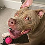 dog, pitbull, happy, tongue_out, ears, indoor, floor, tile, toy, pink_ball, black_mat, pet, animal, playful, closeup, smile, paw, looking_up, canine, domestic