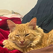 Asta participe au concours pour gagner de l'argent avec cette photo : animal, blanket, cat, comfort, cozy, cute, domestic_cat, ears, feline, fur, indoor, orange_tabby, paw, pet, relaxed, resting, sleepy, soft, warm, whiskers