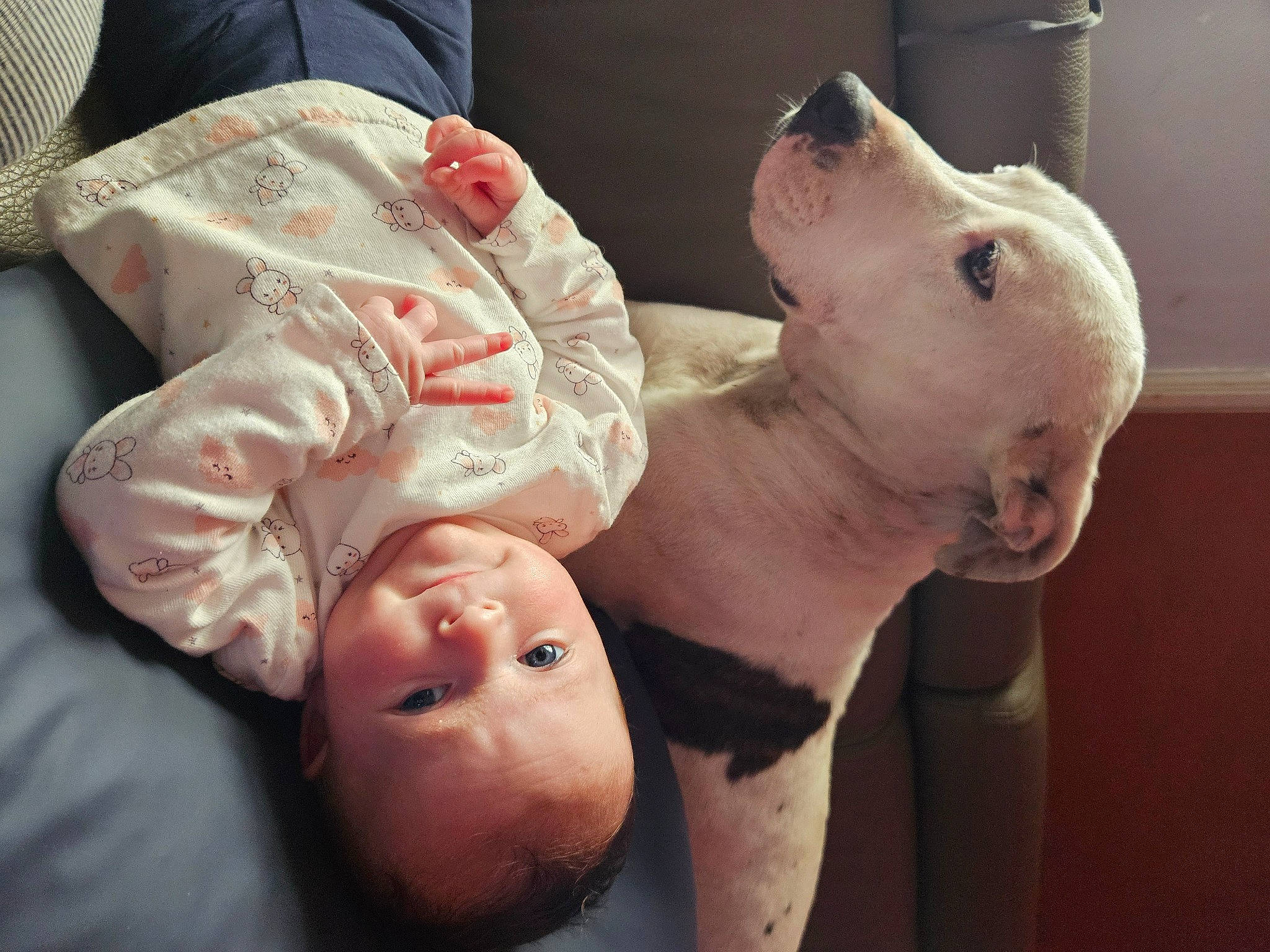 Yzïa participe au concours pour gagner de l'argent avec cette photo : abdomen, baby, baby_toddler_clothing, child, comfort, companion_dog, corgi_chihuahua, dog_breed, ear, fawn, flesh, fur, human_body, mouth, nose, person, room, skin, snout, suidae