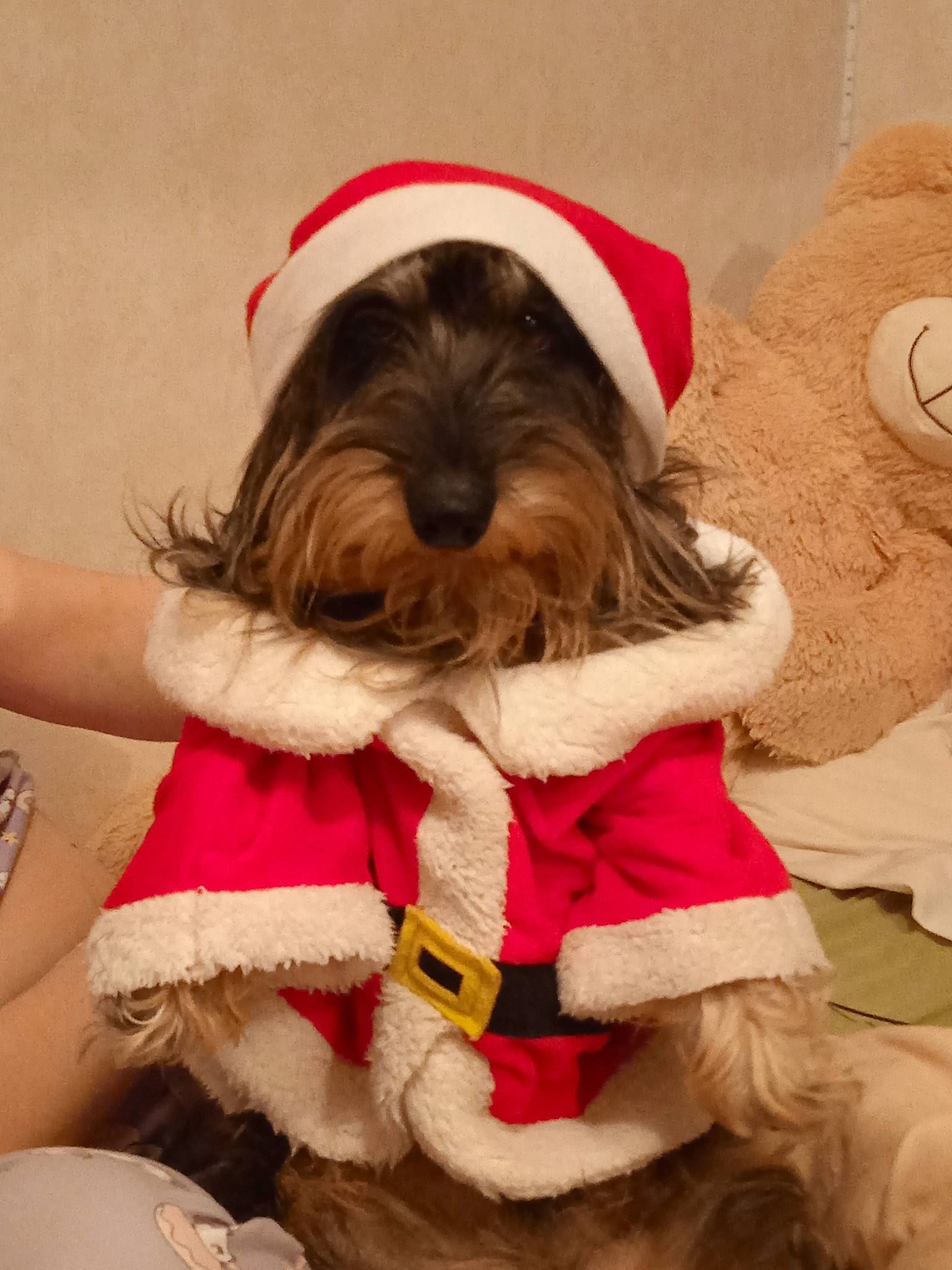 Pegase a rejoint le concours — aidez-le/la à gagner de superbes lots ! carnivore, companion_dog, dog, dog_breed, dog_clothes, dog_collar, dog_supply, event, fashion_accessory, fawn, fictional_character, fur, liver, mammal, pet_supply, small_terrier, snout, sporting_group, toy_dog, working_animal