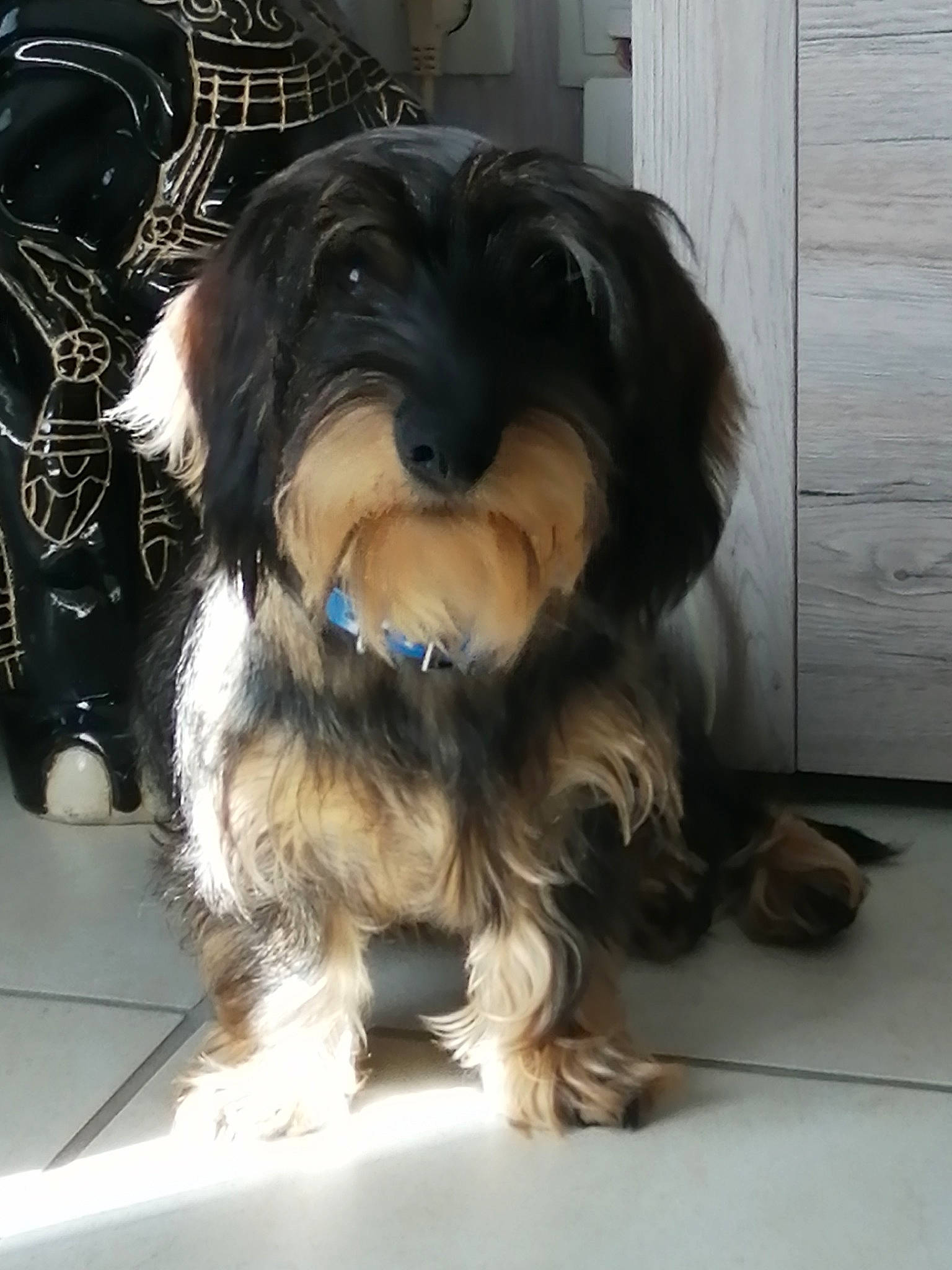 Pegaze participe au concours pour gagner de l'argent avec cette photo : canidae, carnivore, companion_dog, dog, dog_breed, kyi_leo, lhasa_apso, mammal, morkie, puppy, rare_breed_dog, schnoodle, shih_tzu, snout, sporting_group, terrier, tibetan_terrier, toy_dog, vertebrate, yorkipoo