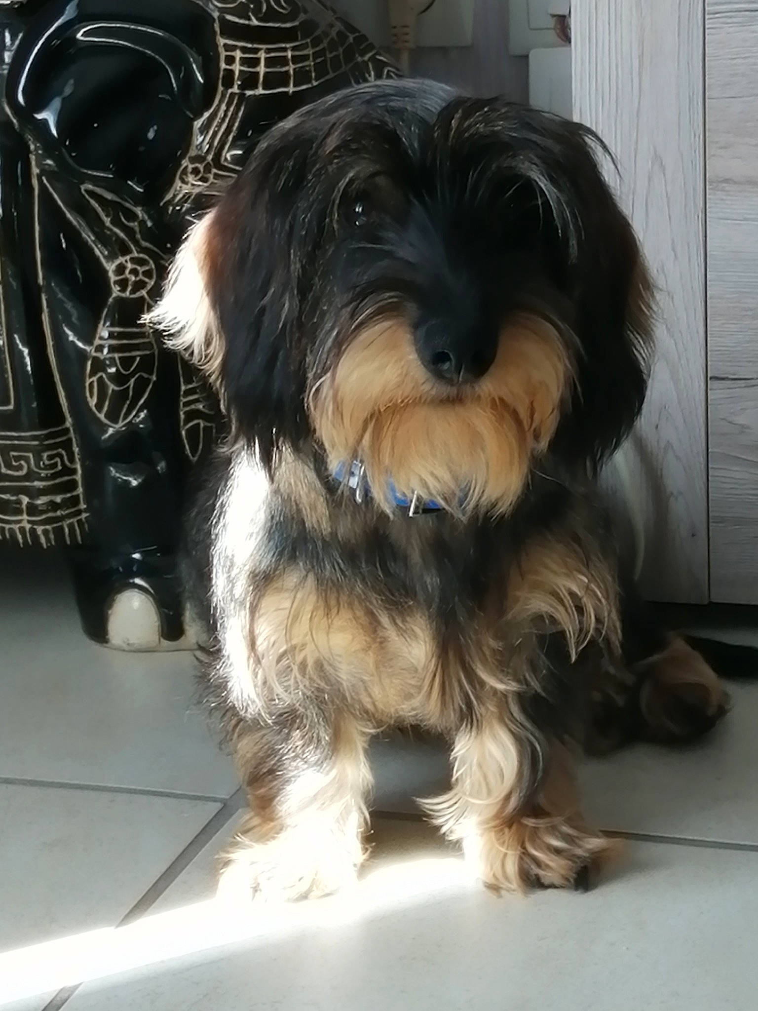 Pegaze a rejoint le concours — aidez-le/la à gagner de superbes lots ! canidae, carnivore, companion_dog, dog, dog_breed, kyi_leo, mammal, morkie, puppy, rare_breed_dog, schnoodle, small_terrier, snout, sporting_group, terrier, tibetan_terrier, toy_dog, vertebrate, yorkipoo, yorkshire_terrier