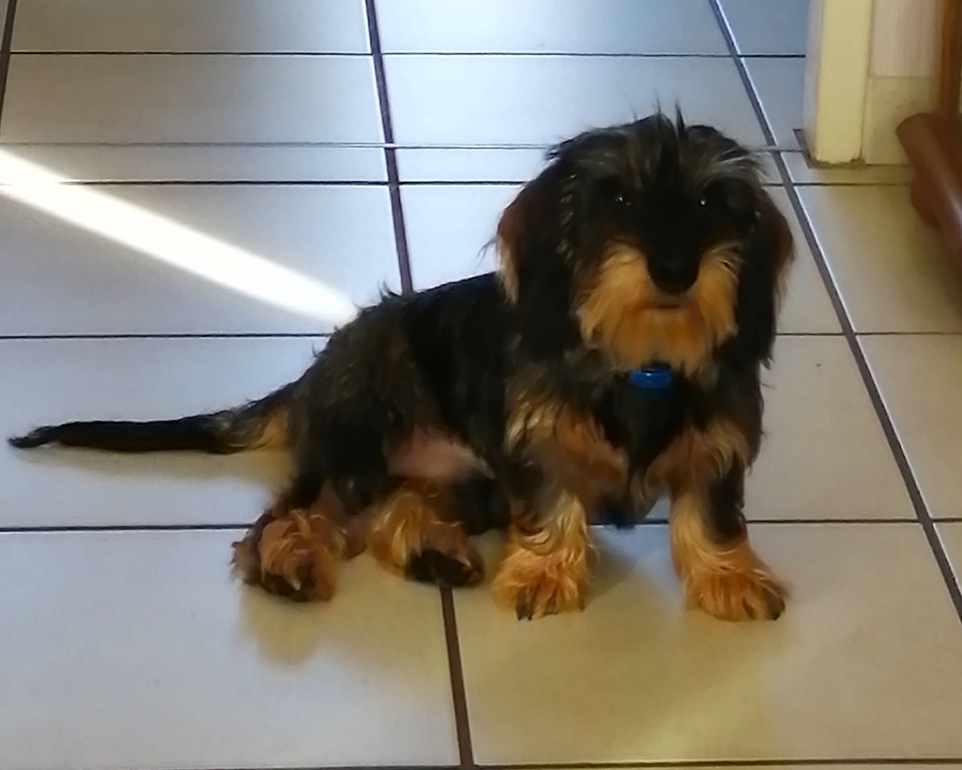 Pegaze participe au concours pour gagner de l'argent avec cette photo : australian_silky_terrier, australian_terrier, canidae, carnivore, companion_dog, dog, dog_breed, lhasa_apso, mammal, poodle_crossbreed, puppy, rare_breed_dog, small_terrier, sporting_group, terrier, tibetan_terrier, toy_dog, vertebrate, yorkipoo, yorkshire_terrier