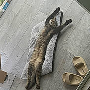 Tails joined the competition — help win amazing prizes! animal, cat, cozy, feline, fur, home, indoor, long_body, paw_up, paws, pet, relaxation, resting, sleepy, slippers, stretching, striped, tabby, tile_floor, towel