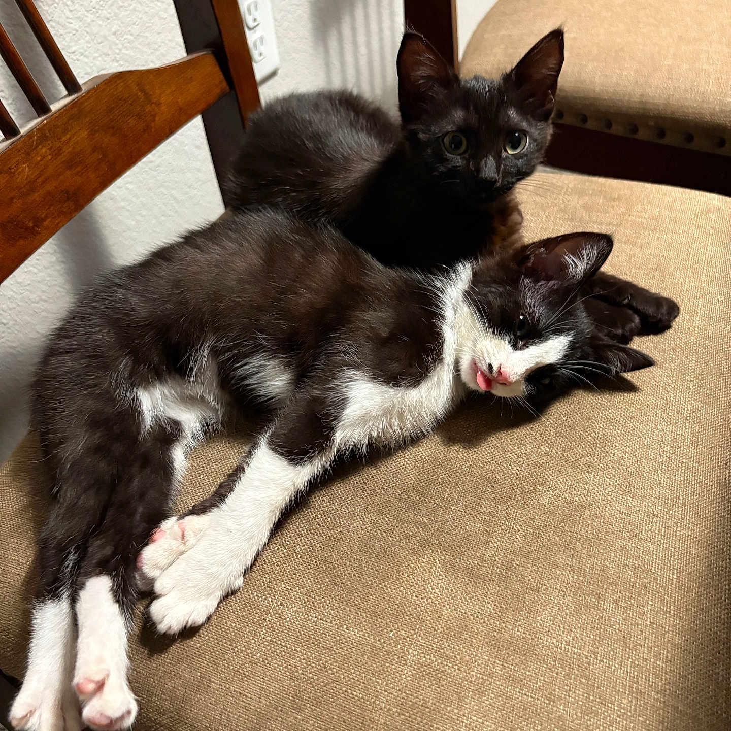 Boo And Lucky joined the competition — help win amazing prizes! animal, black_and_white_cat, black_cat, cat, chair, cozy, curious, cushion, cute, domestic_cat, fur, furniture, indoor, kitten, pets, playful, resting, tongue_out, two_animals, wooden_chair