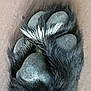 Duke is registered to the contest to win money with this photo: dog, paw, paw_pads, fur, black_fur, close_up, animal, pet, texture, detail, pad, claw, foot, canine, macro, nature, outdoor, skin, hair, digit